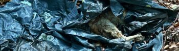 Ledde: Toter Hund gefunden - in Müllsack im Straßengraben