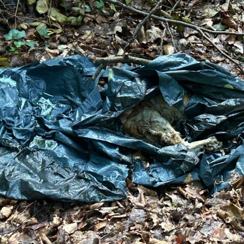 Ledde: Toter Hund gefunden - in Müllsack im Straßengraben