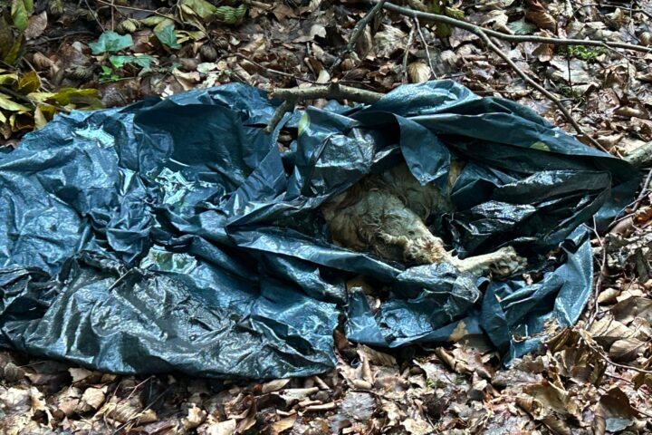 Ledde: Toter Hund gefunden - in Müllsack im Straßengraben