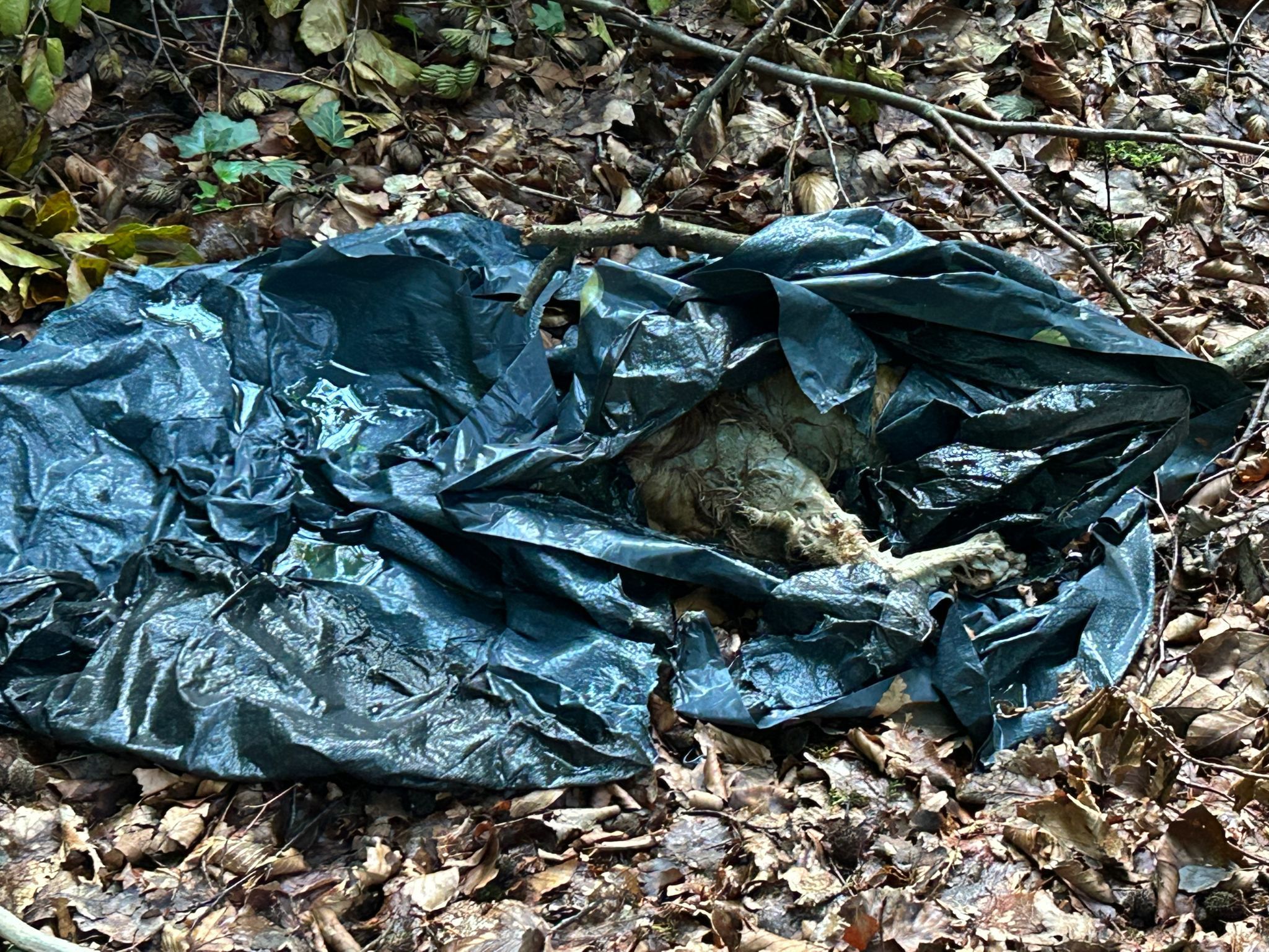 Ledde: Toter Hund gefunden - in Müllsack im Straßengraben