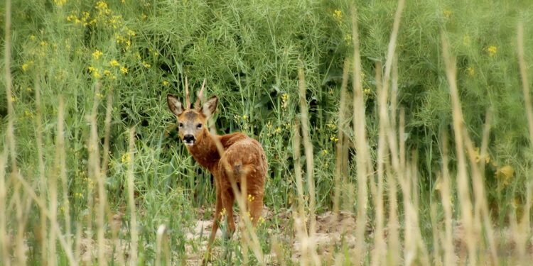 Rehkitz-Rettung im Jagdrevier Brochterbeck IV