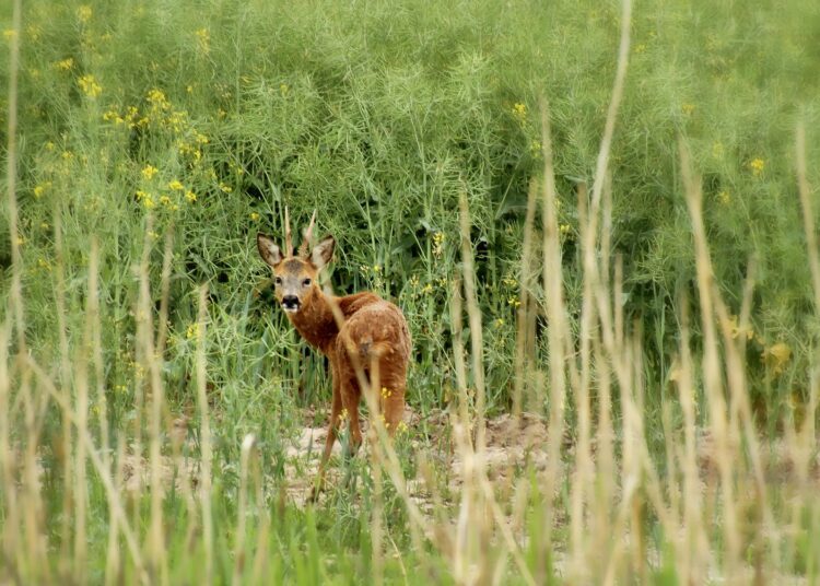 Rehkitz-Rettung im Jagdrevier Brochterbeck IV