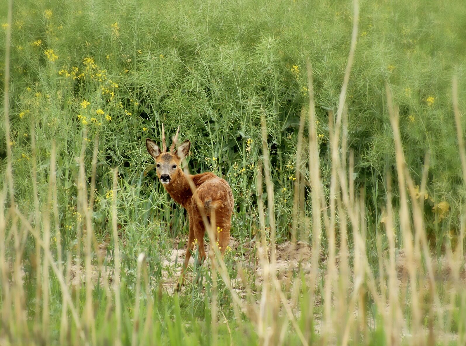 Rehkitz-Rettung im Jagdrevier Brochterbeck IV
